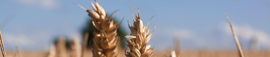 Allergie intolérance sensibilité gluten