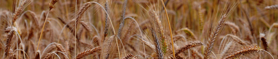 Différence allergie, intolérance et sensibilité au gluten