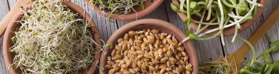 Faire germer des graines chez soi - les étapes : le rinçage et la  germination - Recettes sans allergènes