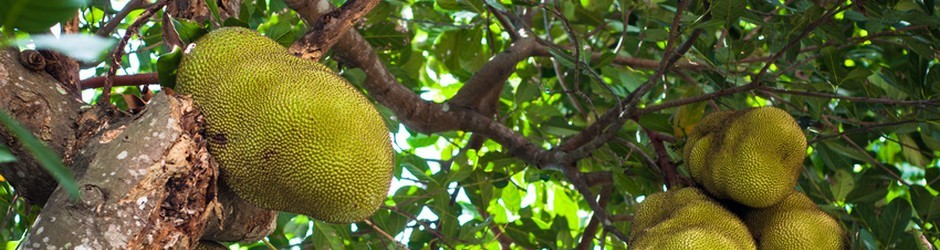 La jacque, le fruit du jacquier